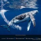 12, Dezember 1 2 3 4 5 6 7 8 9 10 11 12 13 14 bis 31. Ein Wal schwimmt im tiefblauen Meer.