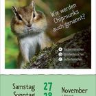 Text: "Wie werden Chipmunks auch genannt? a) Backenhörnchen b) Streifenhörnchen c) Butterhörnchen." Bild eines Streifenhörnchens auf einem Baumstamm. Darunter stehen Samstags- und Sonntagsdaten im November mit Hinweis auf den 1. Advent.