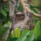 Ein Faultier hängt an einem Ast, umgeben von grünen Blättern. Es schaut entspannt.