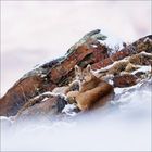 Ein Puma ruht auf schneebedeckten Steinen, während im Hintergrund rötliche Felsen zu sehen sind.
