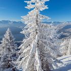 Kalender für Dezember: Ein verschneiter Baum vor Alpenkulisse, blauer Himmel, weiße Landschaft, Monatsansicht unten.