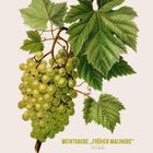 Kalenderblatt mit Text: "WEINTRAUBE 'FRÜHER MALINGRE'", "Vitis vinifera". Illustration von Trauben und Blättern.