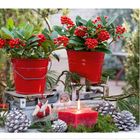 Kalenderseite: Dezember mit Daten rechts. Zwei rote Eimer mit grünen Blättern und Beeren, Tannenzapfen und Kerze.