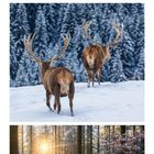 Lech, Österreich - Rothirsche - Winter im Buchenwald, Deutschland. Oben Schneelandschaft, Hirsch, Wald mit Sonnenlicht. Unten Kalender. 