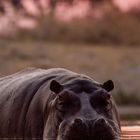 12. Unten: Flusspferd im Okavangodelta, Botswana. Ein Flusspferd im Wasser bei Sonnenuntergang.