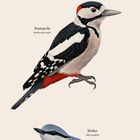 Illustration von drei Vögeln: Kernbeißer, Buntspecht, Kleiber; darunter ein Dezembersonntag bis Samstag-Kalender.