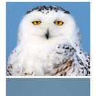 Schnee-Eule (Bubo scandiacus), Kanada. Kalender für Dezember 2023. Oben: Fliegende Eule; Mitte: Nahaufnahme; Unten: Eule in Gräsern.