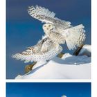 Text am unteren Rand zeigt einen Kalender für Dezember. Es folgen Schneebilder mit einer Schneeeule und schneebedeckten Bäumen.