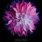 Dezember-Kalenderblatt mit leuchtender pink-lila Blume auf schwarzem Hintergrund.