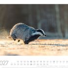 "Europäischer Dachs (Meles meles)", Kalenderblatt mit einem Dachs, der über schneebedecktes Feld rennt, goldenes Licht im Hintergrund.