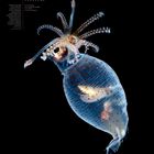 "HELICOCRANCHIA PFEFFERI. Dezember. 20. bis 19. Meerestier mit transparentem Körper auf schwarzem Hintergrund."