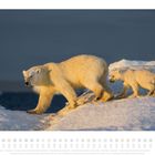 Kalenderblatt mit Januar- und Dezemberdaten. Zwei Eisbären laufen auf schneebedecktem Boden.