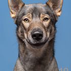 Kalendertage und Woche von Montag bis Sonntag, Bild eines Tamaskan-Hundes vor einem blauen Hintergrund. Nummer 12.