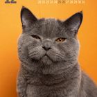 12. Kalenderdaten für Dezember. Eine graue Katze mit gelben Augen auf orangem Hintergrund. Britisch Kurzhaar.
