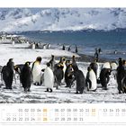 Königspinguine (Aptenodytes patagonicus) - Südgeorgien

Eine Gruppe Pinguine am verschneiten Strand, im Hintergrund schneebedeckte Berge und Meer.
