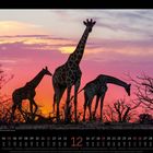 Text: "12" für Dezember, mit Kalenderdaten darunter. Drei Giraffen-Silhouetten vor farbenfrohem Sonnenuntergang.