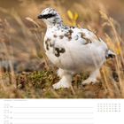 Kalender, Woche 08 im Februar. Ein Schneehuhn steht in grasiger Landschaft.