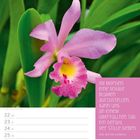 Zitate auf rosa Hintergrund: "Am Morgen eine Schale Blumen aufzustellen..." Anne Morrow Lindbergh. Kalender für Februar.