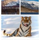 Kalenderseite mit Datum 22. bis 28. Februar 2027. Oben zwei Winterlandschaften, unten ein Tiger im Schnee.