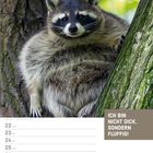 Text: "Ich bin nicht dick, sondern fluffig!" Ein Waschbär sitzt an einem Baum. Unten ist ein Kalender für Februar 2027.