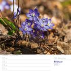 22 Mo, 23 Di, 24 Mi, 25 Do, 26 Fr, 27 Sa, 28 So. 08. Woche, Februar 2027. Nahaufnahme von blauen Leberblümchen im Laub.