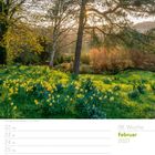 08. Woche, Februar 2027. Narzissen auf einer Wiese. Sonnendurchflutete Landschaft mit Bäumen und Blüten.