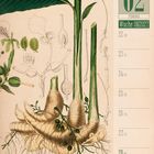 02 Februar, Woche 08|2027. Illustration einer Kardamompflanze mit Blättern, Samen und botanischen Details.