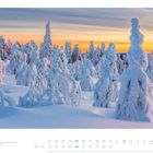 12, Schneebedeckte Fichten aus Finnland im Engalinager, Sonnenuntergang. Foto: Daniela Sperl.