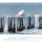 Text: "Möwe auf vereisten Buhnen · Schleswig-Holstein · Deutschland." Eine Möwe sitzt auf vereisten Holzpfählen am Meer.