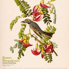 Grauer Königstyrann (Tyrannus dominicensis), Februar, ein Vogel auf einem Zweig mit roten Blumen.