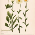 Kalenderblatt mit Illustration von Gänseblümchen, Wochentagen vom 22. bis 28., und dem Monat Februar 2027.