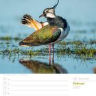 08. Woche, Februar 2027. Eine Uferschnepfe im Wasser mit lebhaften braun-grünen Federn, darunter eine Monatsübersicht.