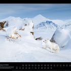 "Polarfüchse auf Spitzbergen." Schneebedeckte Landschaft, zwei weiße Füchse, felsige Hügel, Berge im Hintergrund, Kalenderdaten.