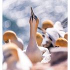 Mo 15 Di 16 Mi 17 Do 18 Fr 19 Sa 20 So 21. Ein Basstölpel schaut nach oben, umgeben von anderen auf Felsen.