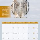 "Ich lasse mich jetzt abholen. So wie ein reicher Typ. Oder wie jemand ohne Führerschein." Schneeeule vor Kalenderblatt.