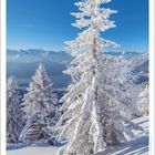 „Wer möchte leben ohne den Trost der Bäume!“ Günter Eich. Verschneiter Baum vor Gebirgspanorama und blauem Himmel.