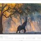 DEZEMBER. Ein Elefant streckt seinen Rüssel in einem nebligen Wald, sonnenbeschienene Bäume im Hintergrund.