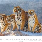 "12" und Kalendertage darunter. Vier Tiger stehen auf einem Felsen vor bewaldetem Hintergrund.