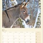Kalender für Dezember 2027 mit einem Esel im Schnee vor Bäumen.