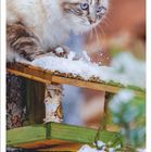 Dezember 2027, Kalender: Eine getigerte Katze mit blauen Augen sitzt im Schnee auf einem Baumhaus.