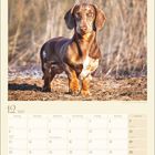 Kalenderblatt für Dezember 2027 mit Wochentagen und Feiertagen. Oben ist ein Dackel in einer natürlichen Umgebung.