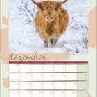 Kalenderblatt mit dem Monat "Dezember". Ein schottisches Hochlandrind steht im Schnee.
