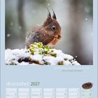 Zitat: „Wer Geduld sagt, sagt Mut, Ausdauer, Kraft.“ von Marie von Ebner-Eschenbach. Dezember 2027 Kalender mit Eichhörnchen.