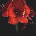 Text "DEZEMBER", unten Kalenderdaten. Eine leuchtend rote Blume auf schwarzem Hintergrund.