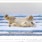 12, 1 bis 31. Ein Eisbär liegt entspannt auf dem Rücken auf einer Eisscholle, umgeben von Wasser und weiterem Eis.