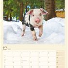 12, 2027. Kalender mit einem Ferkel im Schnee vor Bäumen. Daten für Dezember. Feiertage: Nikolaus, Heiligabend, Silvester.