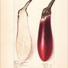 "46025, Chinese Egg Plant, W.G. Taylor, Chiusa Garden. Ralph, Plate made 3-31-10. Ellie J. Lever, Dec. 13-1909, Dec. 29-1909." Vintage Illustration von zwei Auberginen.