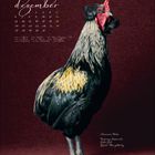 „Dezember“ und Kalenderdaten in elegantem Schriftstil links oben. Rechts ein Araucana-Hahn auf dunkelrotem Hintergrund.
