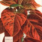 Dezember 2027. Kalender unten links. Illustration von großen roten Blättern auf einem grünen Stiel.