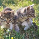 Kalender für Juli/August, Zitat: "Wer eine Katze hat, braucht das Alleinsein nicht zu fürchten." Drei Kätzchen im Gras.